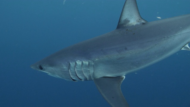 灰鲭鲨游向摄像机视频素材