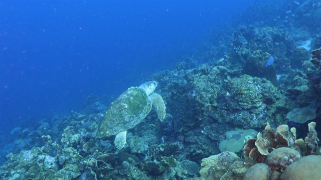 加勒比海库拉索岛周围的珊瑚礁中的红海龟视频素材