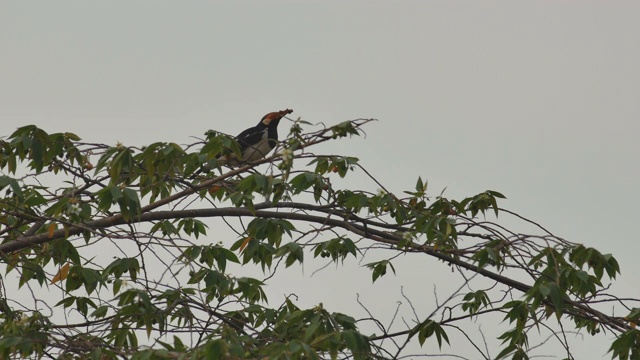 黑领椋鸟在树上休息视频下载
