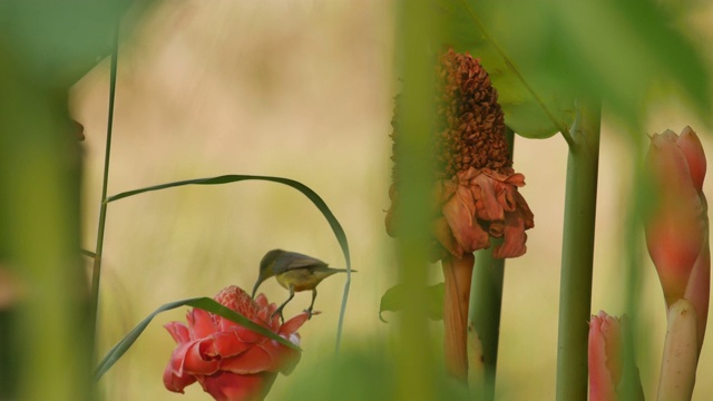 太阳鸟从花中摄取食物视频下载