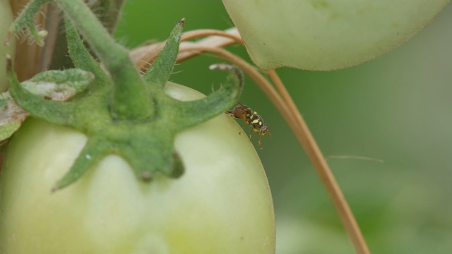 果蝇在番茄上飞来飞去视频下载