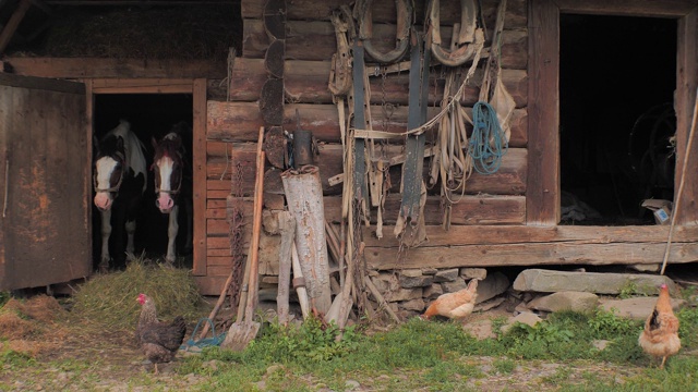 农业。马在稳定。美丽的马等着吃草，燕麦。两匹马在旧木马厩里休息。视频下载