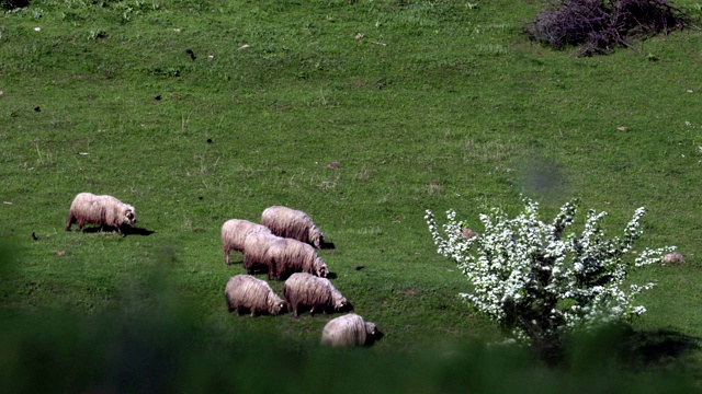 羊群来自山区的天然山丘，羊吃草，是春天时节视频素材