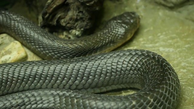 威严的毒蛇，皮肤黝黑。美丽的单眼镜王蛇与黑色皮肤在岩石上饲养笼视频素材