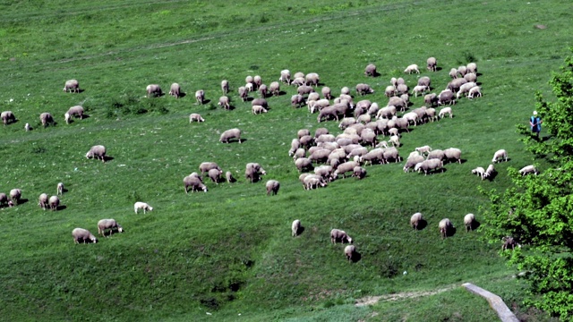 羊群来自山区的天然山丘，羊吃草，是春天时节视频素材