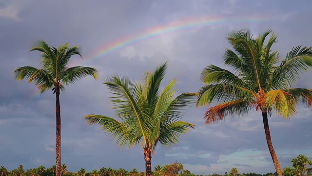 椰子树和彩虹映衬着蓝色的热带天空和云彩。夏季热带度假视频素材