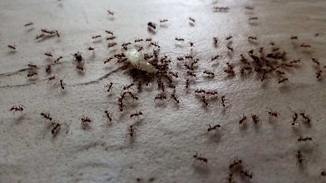 蚂蚁正在吃碎片视频素材
