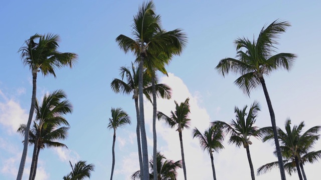 椰子树映衬着蓝色的热带天空和白云。夏天的假期。视频素材