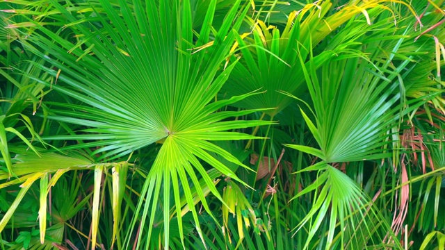 绿色的热带植物。热中国美丽的异国风情视频下载