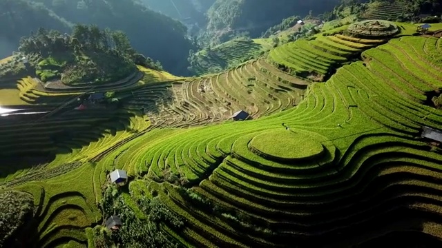 鸟瞰图稻田梯田全景山坡上种植水稻视频下载