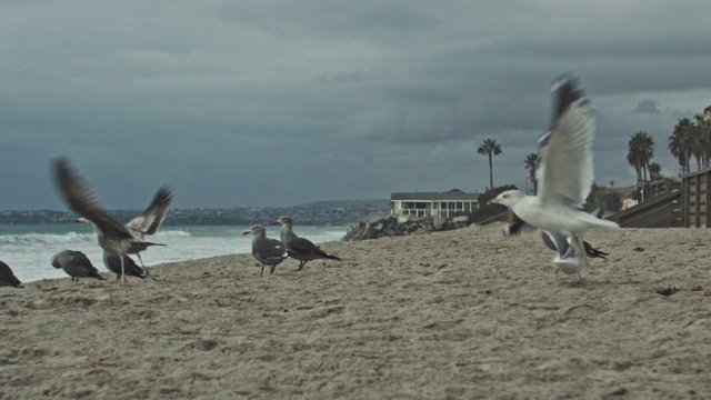 沙滩上的海鸥视频素材
