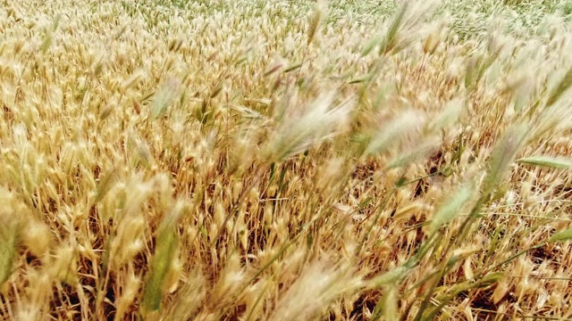 一大片长长的、金黄色的野草在户外随风摇摆视频素材