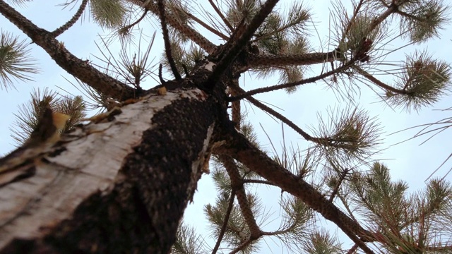 下面直接拍摄的一棵松树树干与它的树枝在风中摇摆，对晴朗的天空视频素材
