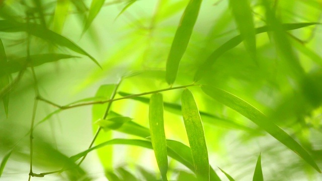 阳光下的竹叶视频下载
