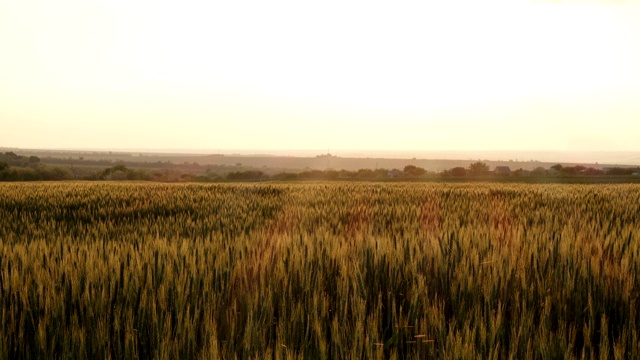 夏季景观与傍晚的麦田在日落时间视频素材
