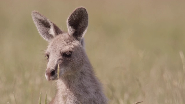 年轻的灰袋鼠离开了澳大利亚视频素材