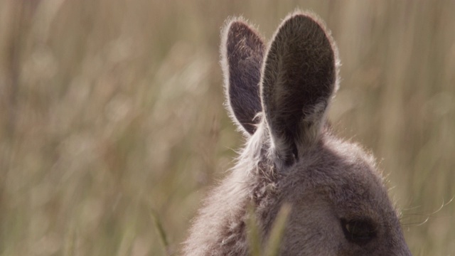 小袋鼠环顾四周，澳大利亚视频素材