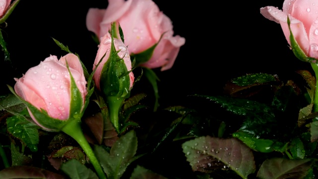 美丽的娇嫩的新鲜盛开的玫瑰在轻轻吹拂的花盆视频下载
