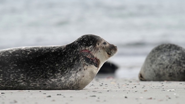 海豹在北海的海滩上休息视频下载
