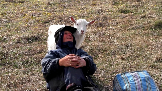 一位衣衫褴褛的老人坐在山上，驱赶着自己的一群山羊，背景是干枯的大自然。视频素材