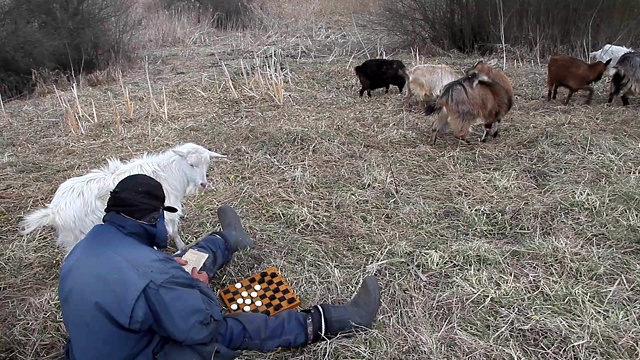 一个衣衫褴褛的老人坐在山上下棋，一边吃着自己养的一群山羊，旁边是一片枯萎的自然景物视频素材
