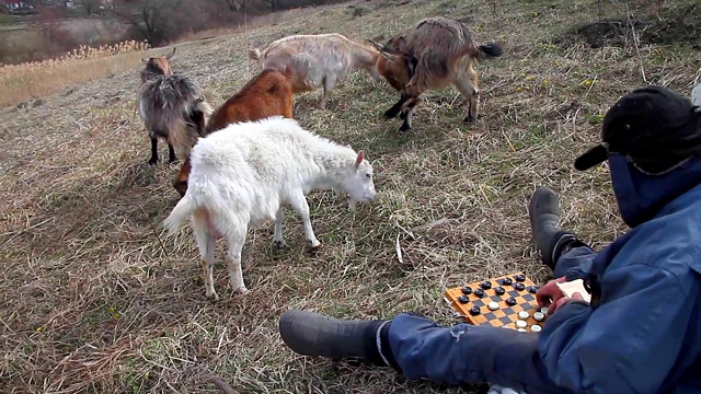 一个衣衫褴褛的老人坐在山上下跳棋，一边吃着自己的一群山羊，身后是一片枯萎的自然景物视频素材