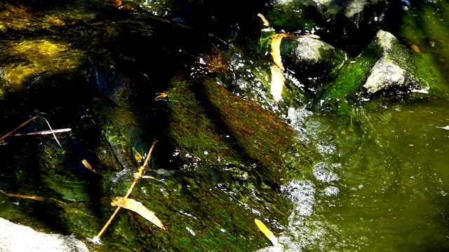 大自然中的苔藓小溪视频素材