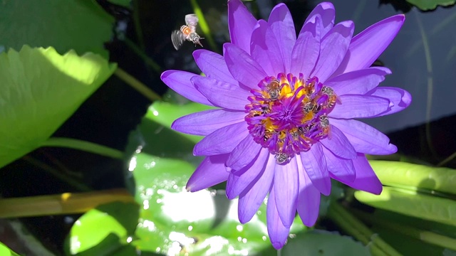 特写蜜蜂试图降落在莲花上的慢镜头视频素材