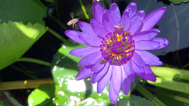 特写蜜蜂降落在荷花上的慢镜头视频素材