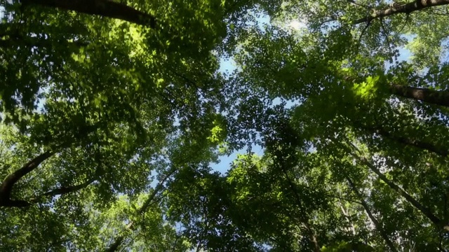仰望在高大的满树下与蓝色的天空在背景口袋视频素材