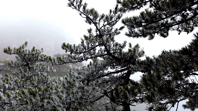 4k雾在山顶黄山或黄山与霜松，黄山，中国视频素材