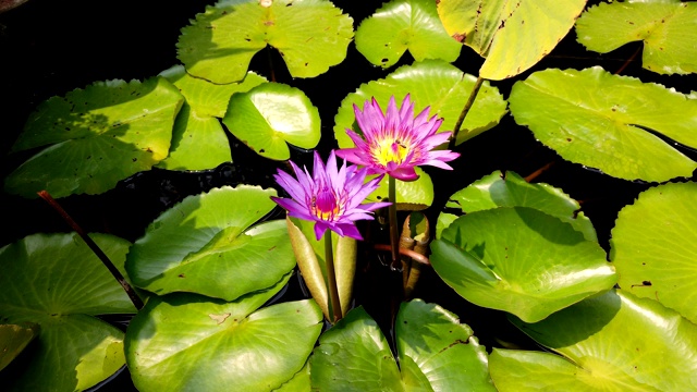 在阳光明媚的日子里，蜜蜂群在池塘的紫莲花或睡莲花上的特写。视频素材