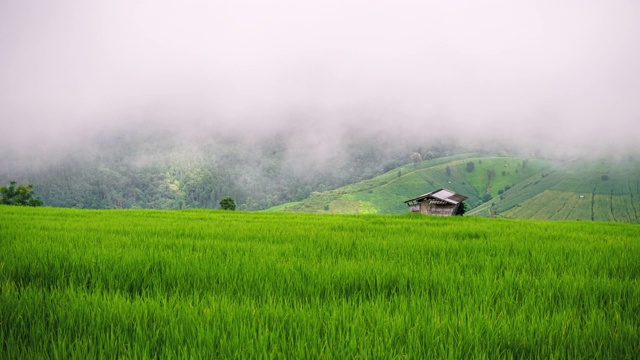 在泰国清迈北部的Pa Pong Piang，移动雾在美丽的绿色稻田上视频素材