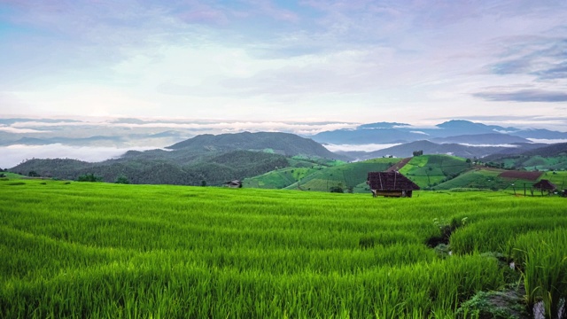 在泰国清迈北部的Pa Pong Piang，流动的云在美丽的绿色水稻梯田上的山脊上视频素材