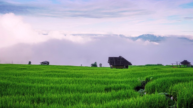 在泰国清迈北部的Pa Pong Piang，雾和云在美丽的绿色稻田的山上移动视频素材