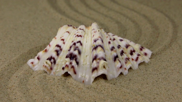 一个美丽的贝壳躺在沙滩上。视频素材