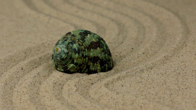 一个美丽的贝壳躺在沙滩上。视频素材
