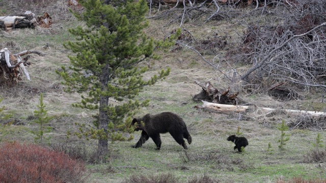 WS 4K拍摄著名的灰熊#863和她的幼崽(熊)在草地上奔跑视频素材