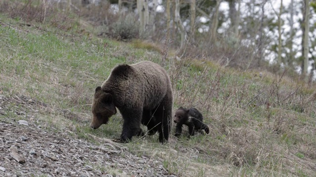 WS 4K拍摄著名的灰熊#863和她的幼崽(熊)从山脊上下来视频素材