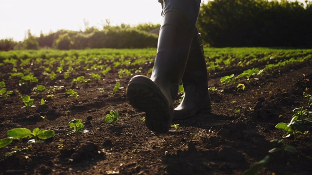一位农学家穿着胶靴在田野上行走视频素材