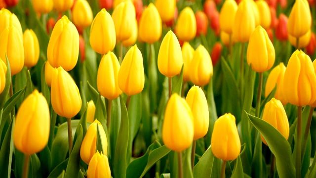 4 k。五彩缤纷的郁金香花田在春天的季节，黄色的郁金香视频下载