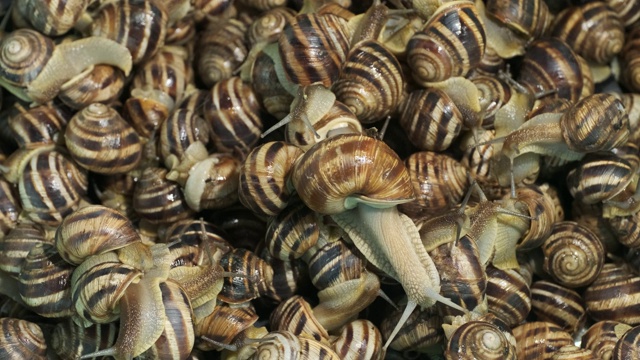 活的花园蜗牛的背景。俯视图- 4K / 60fps视频下载
