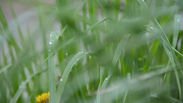 雨后草地上的草。视频素材