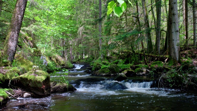 春天森林里的瀑布溪流视频下载