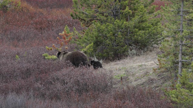 WS 4K拍摄著名的灰熊#863和她的幼崽(熊)跑过柳树视频素材