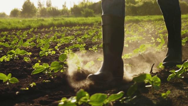 农民穿着胶靴在田野上行走。特写镜头视频素材