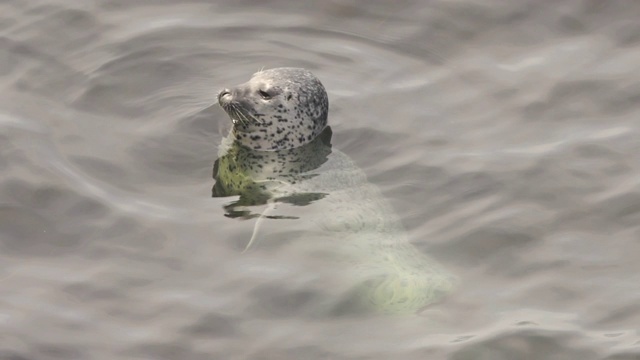 斑点海豹-国后岛视频下载
