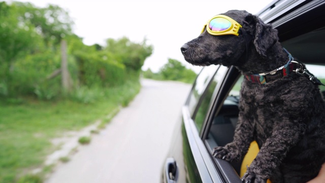 酷酷的黑狗戴着墨镜享受骑行视频下载