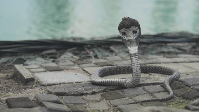 训练眼镜蛇的吸引力视频下载