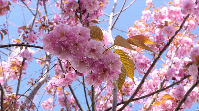 粉红色的樱花在春天开花。视频下载